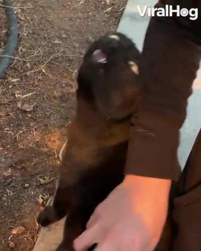 This cat makes some funny noises while being pet.