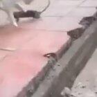 معركة القط والفأر muose 🐁 meow 🐱 2020 arabic idol