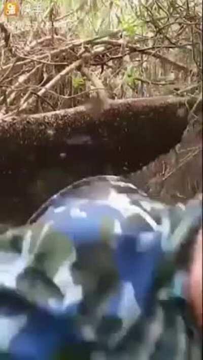 Harassing a bee hive