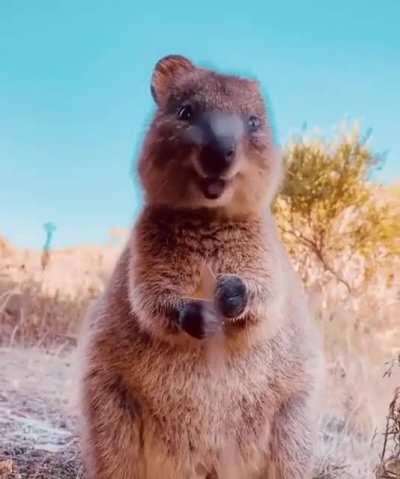🔥 This little Quokka in Australia is way too cute to handle!