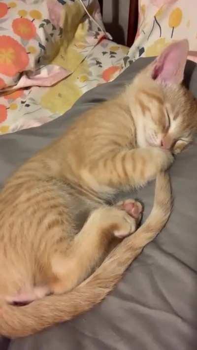 Dreams and spready beans🧡