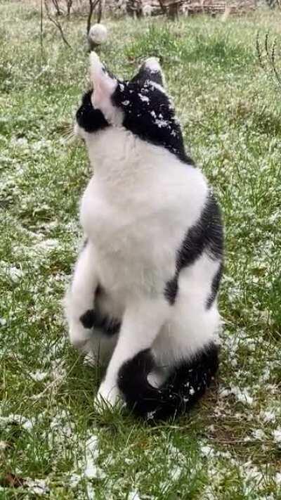 [OC] - Little Magic is confused by his first encounter with snow.