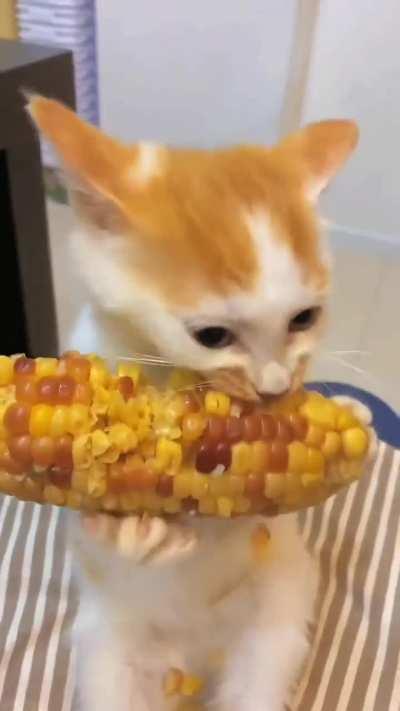 Cat 🌽 Corn 