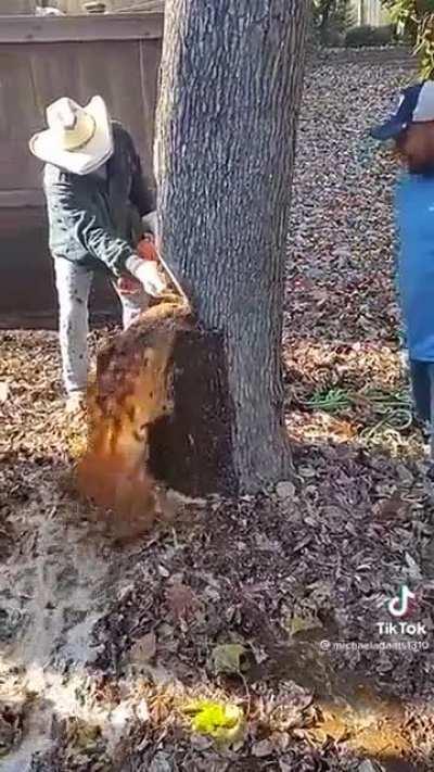 A water stuck inside a tree