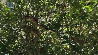 The cute snek noodle has belly bulges today. Snek ate the baby birds right from their nest! 😱