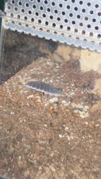 My offering for flat fuck friday