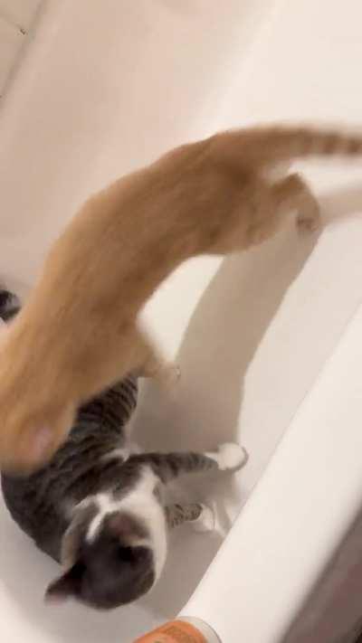 a fight broke out at the pool!