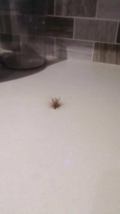 It's 1am, I just went down to the kitchen for a snack, and I find this. I don't know what the little guy is going through but I hope he's alright.