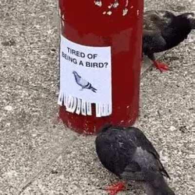 Some defective drones I see.