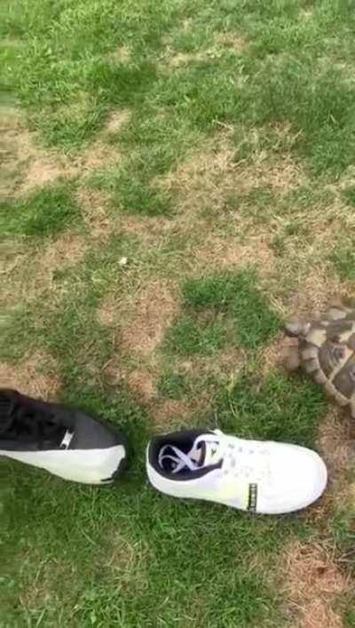 Baj turtle FeelsStrongMan