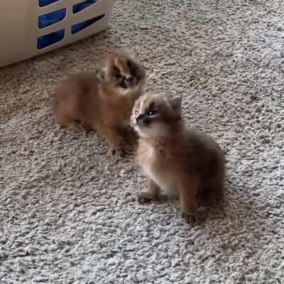 Strong hind legs allow caracals to leap up to 10 feet high and grab birds midair with their thick, hooked claws.