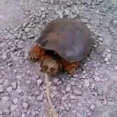 Pissing off snapping turtle