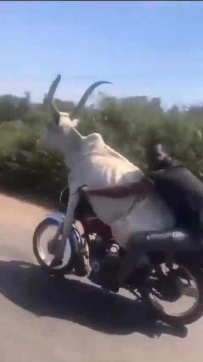 How do you even get it on the bike? So many questions so little answers