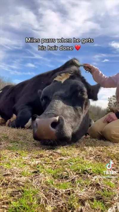 Happy cow