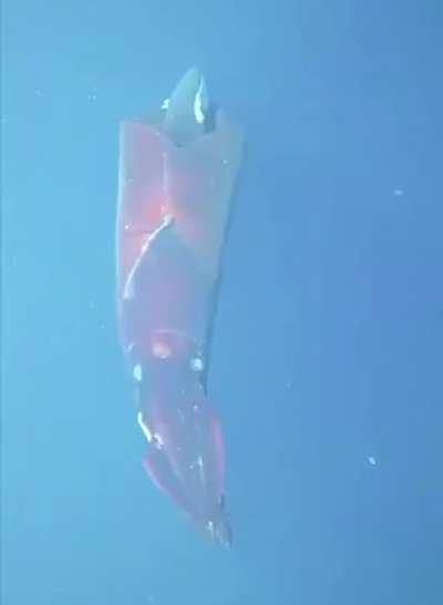 🔥 This 7-foot Dana Octopus squid flashing two photophore organs that help it stun prey