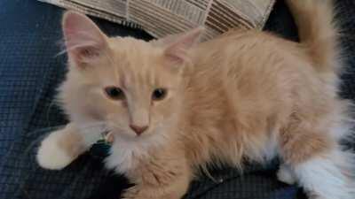 Hi Everyone! Meet my new talkative kitty Chester! I've had him for about a month now and I've made strides getting him to trust me and build his confidence. He's a beautiful cat!