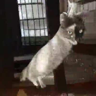 Meow Meow, Meow! (StyleToGan Cats)