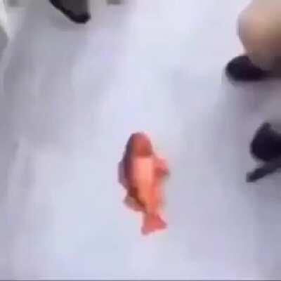 gangsta fish