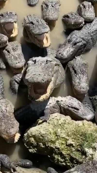 Lots of crocodiles on one place