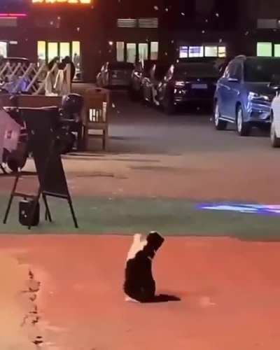 For anyone having a hard day, here’s a video of a cat trying to catch snowflakes