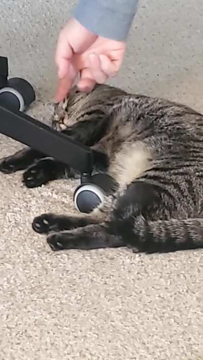 Pepper, her ideal sleeping spot, and her toes