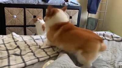 Corgi can’t get a moment of peace