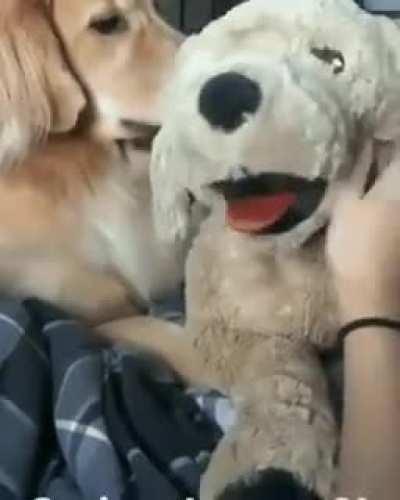 JeAloUs DoGgO LoSt ConTrOl anD AttAcTeD hIs PuPPy