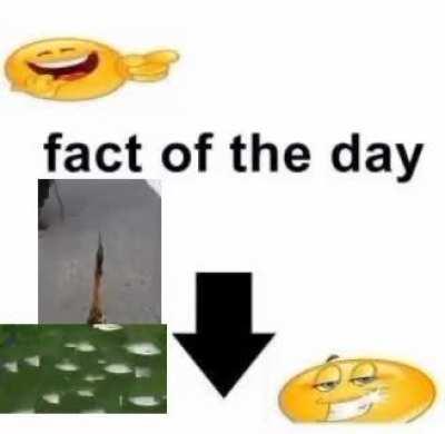 fact of the day