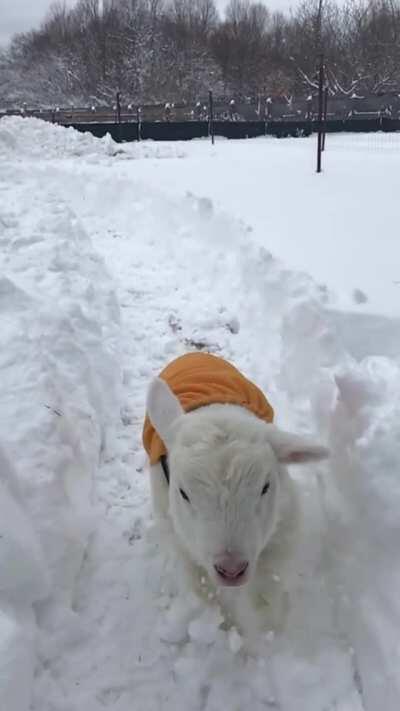 River making proper use of his freshly dug path at Woodstock Farm Sanctuary
