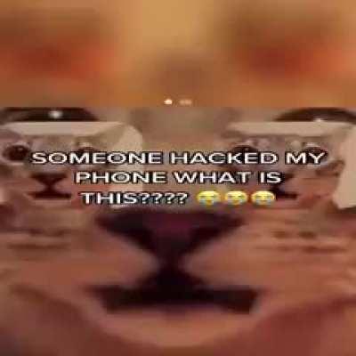 cat owners making the most insane meme: