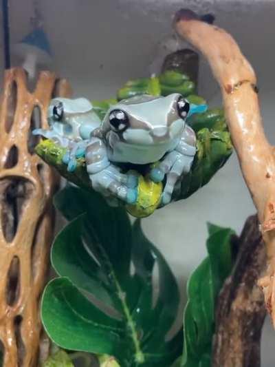 Amazon Milk Frog