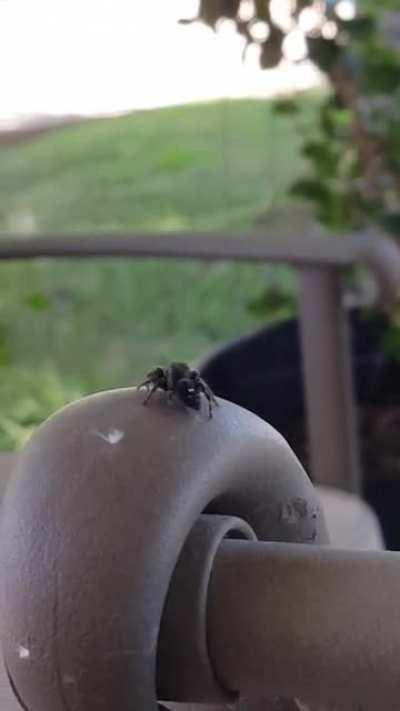 Spotted this guy practicing his karate moves.