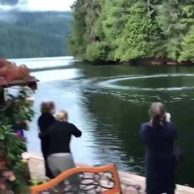 When you have breakfast with your friends and humpback whales want to join you