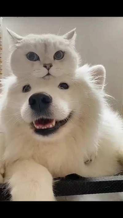 SiCk MaD sCiEnTiSt GrAfTs CaT hEaD oNtO PoOr DoGgO