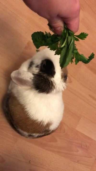 Looks like she liked the parsley/mint bouquet (apologies for the vertical vid, tried to film horizontal but it didn’t register)