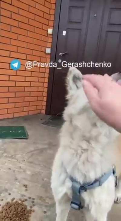 Just a dog but symbolic of Ukrainians' loyalty, love & undying commitment to each other - sad news about famous Reeny, of Makariv whose owner Tatiana was murdered by Russians (info & story in comments)