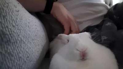 Back rubs always make her doze off. Nose wiggles included.