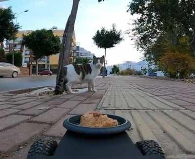 just a cat with its meal.