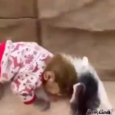 Wtf hijo de orslok y el hijo de Ibai.