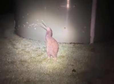 🔥 Apparently the call of a kiwi sounds like a mini T-Rex