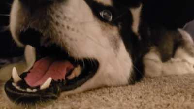 Husky Chewbacca Impression