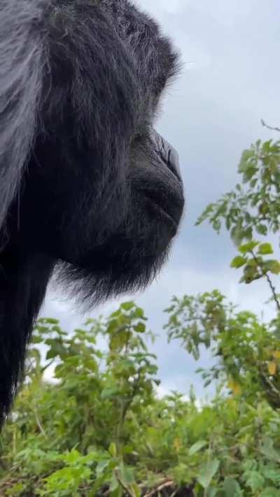 Close encounter with a huge silverback mountain gorilla