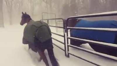 Letting the horses out in the snow