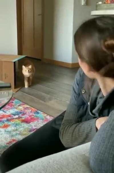 Игра в Кальмара. Кошачья версия.