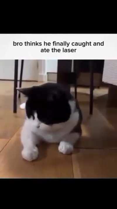 Chosen cat : Companion, can absorb light spells