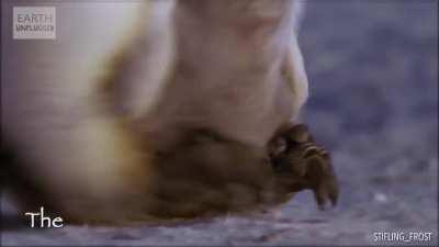 Screaming Baby Penguin Mina