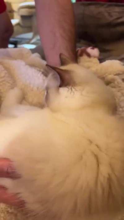 You dare to move me, hooman! Aight, i forgive you this time.