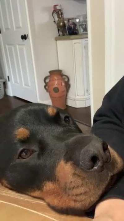 He knows how to get pets