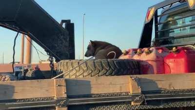 Dog not properly secured at freeway speeds.