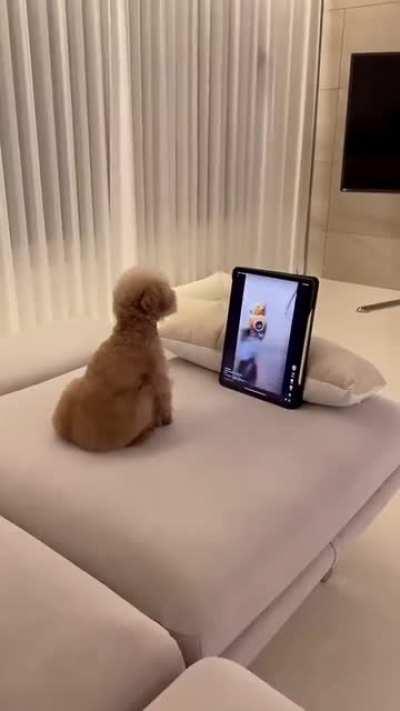 Doggie Bottle Opener